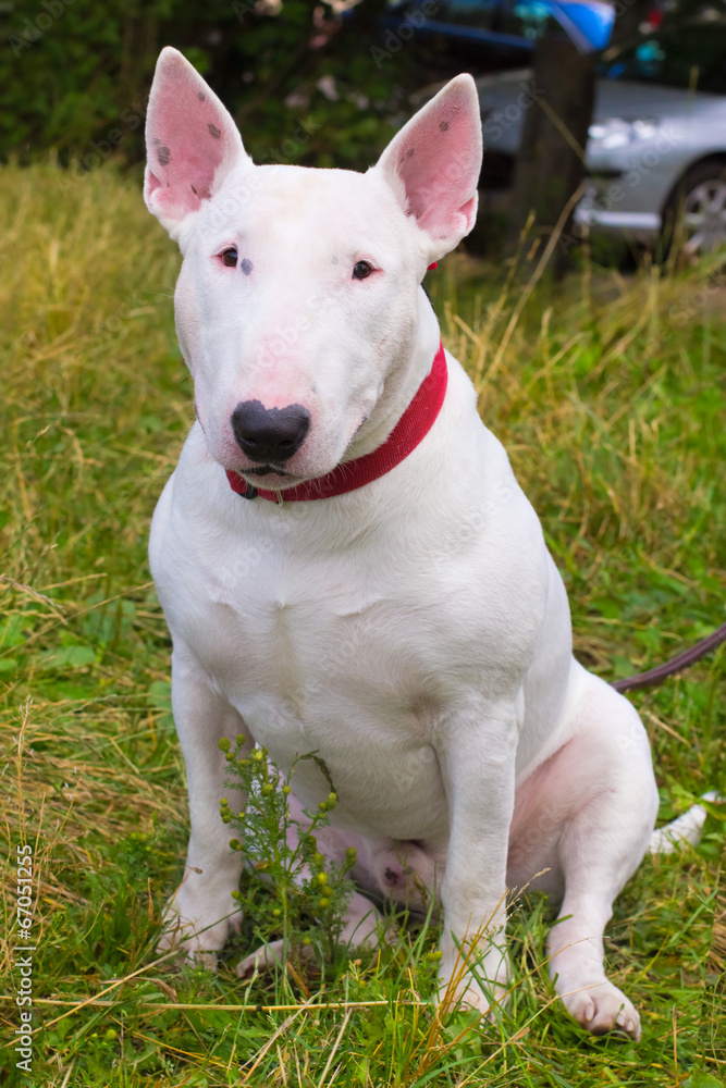 Bull Terrier Dog breed on the green grass in the summer lawn