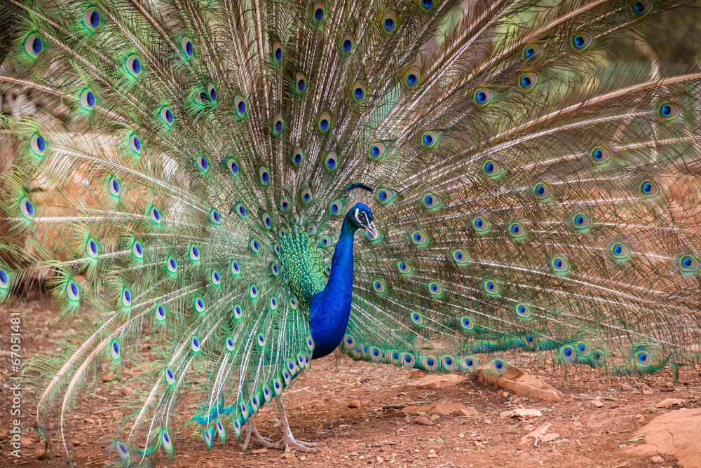 Obraz premium Peacock