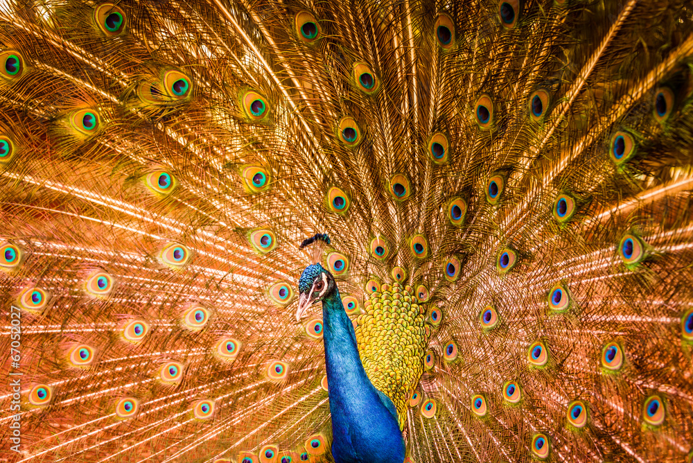 Obraz premium Peacock