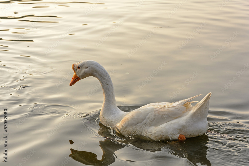 Fototapeta premium Swimming goose on lake at sunset