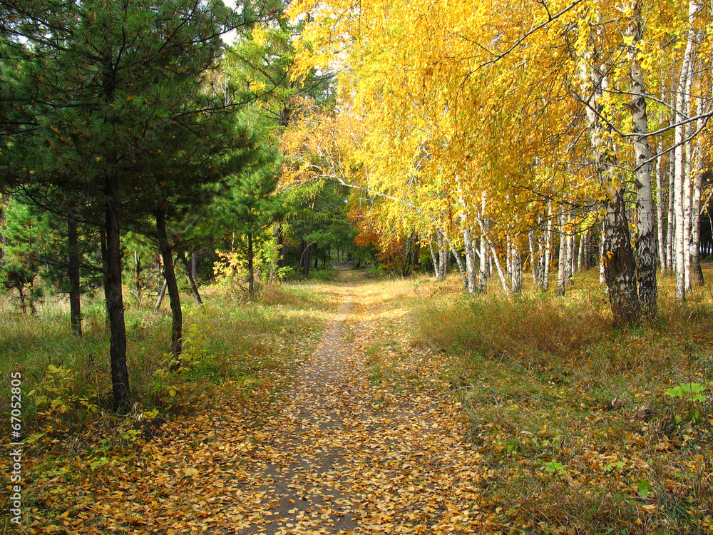 Naklejka premium Gold autumn landscape - path in a mixed forest