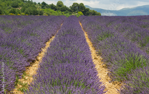 lavender field in Provence, many bees on flowers