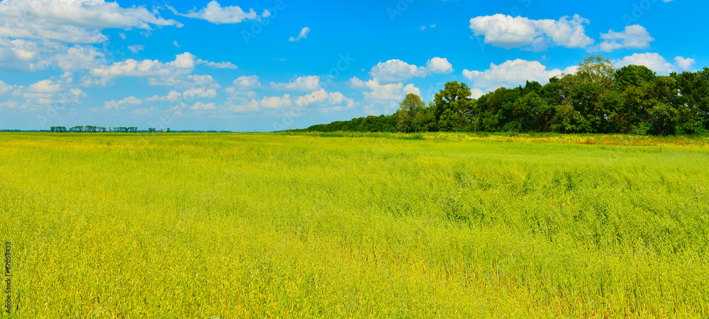 Fototapeta premium Летнее поле