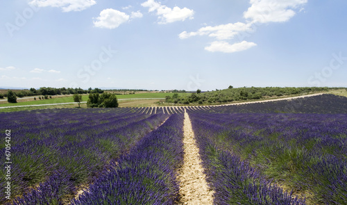 Plateau Valensole in Provence, France
