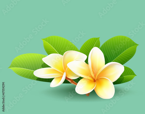 Frangipani flower of thailand with green leaf