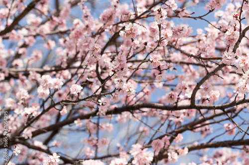 beautiful flowers on the branches of a tree