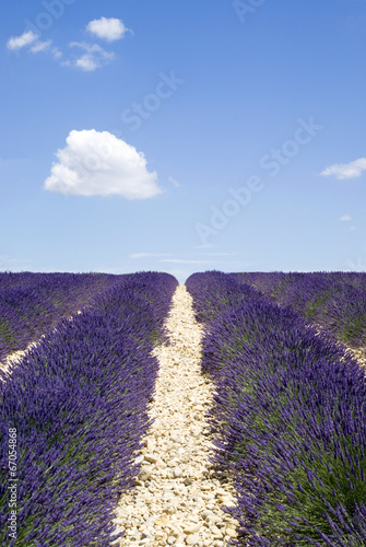 Lavender field, Valensole, France