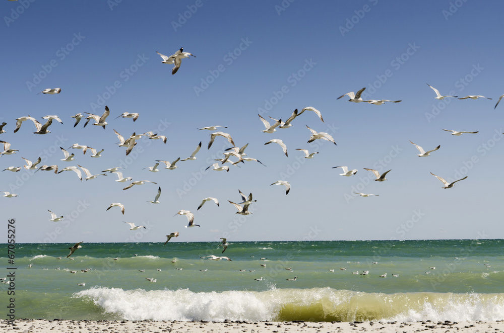 Seagulls With Beach Waves