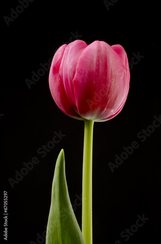 Single Red Tulip