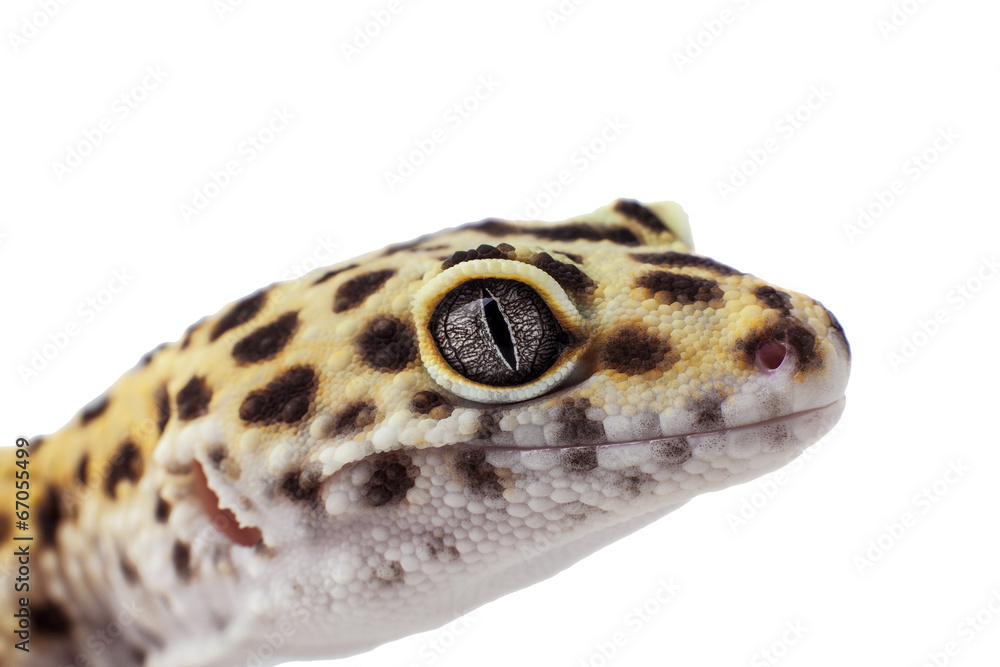 Obraz premium Eublifar, leopard Gecko