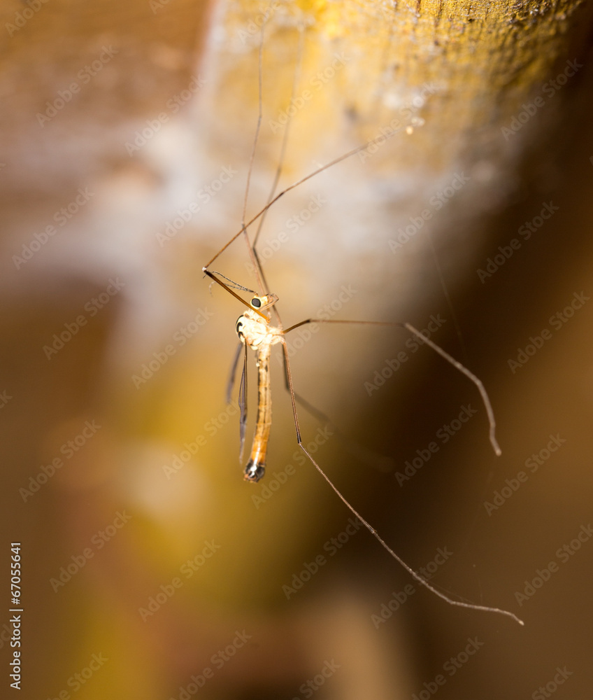 large mosquito. macro large mosquito. macro