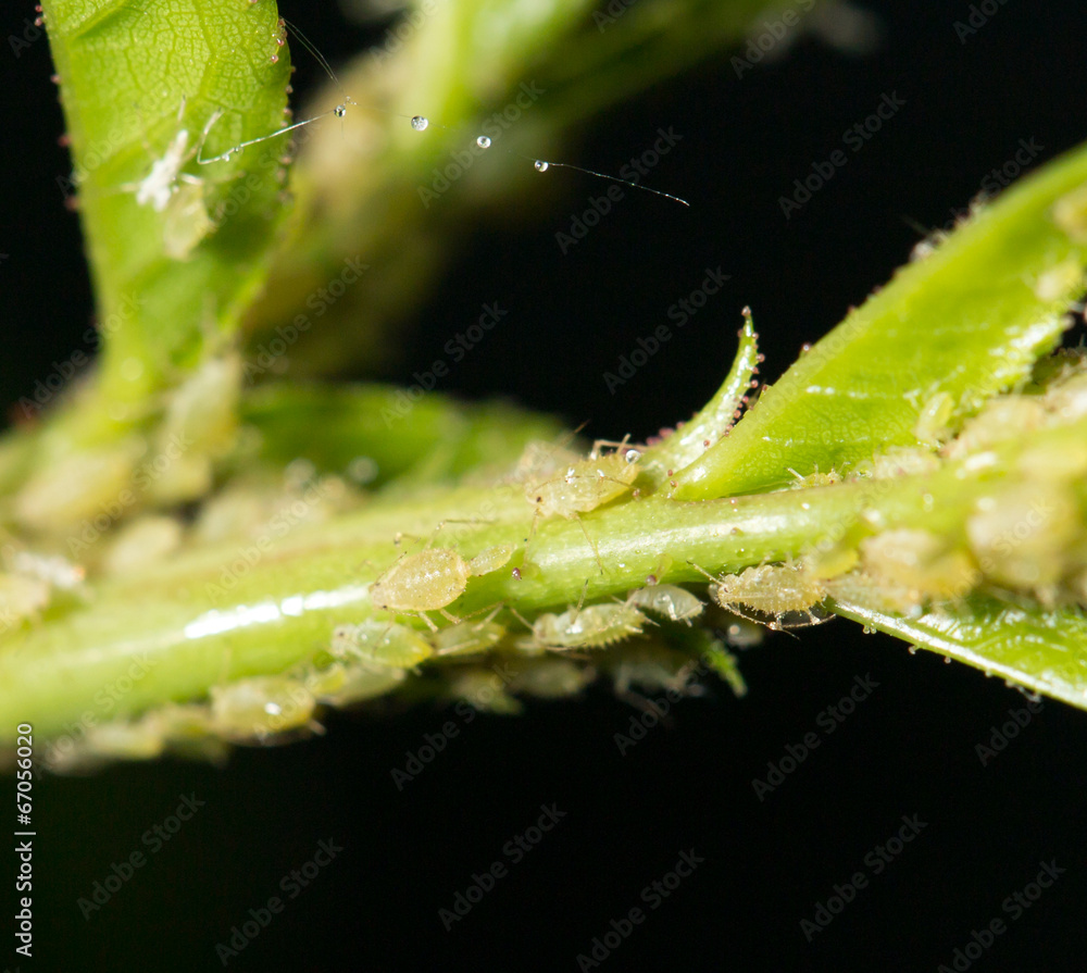 Fototapeta premium Aphid Infestation