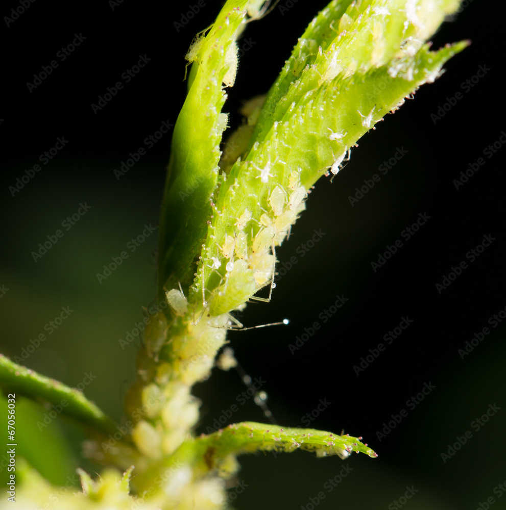 Naklejka premium Aphid Infestation