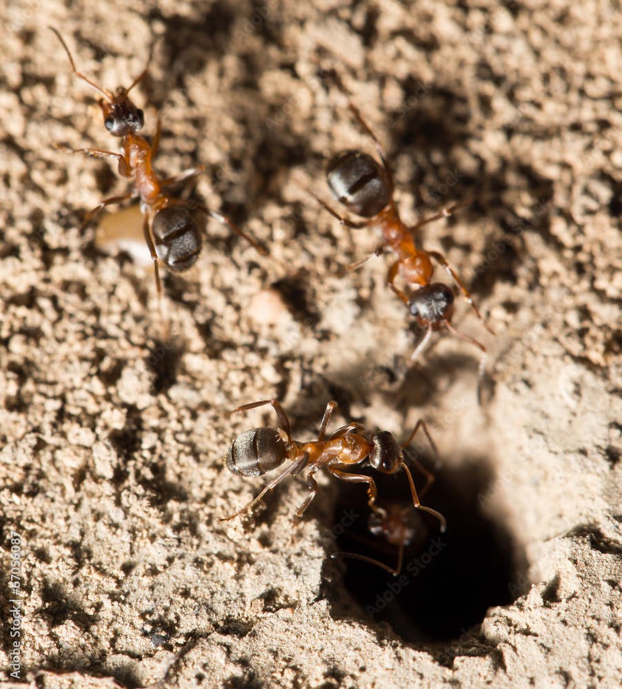 ant in nature. macro ant in nature. macro