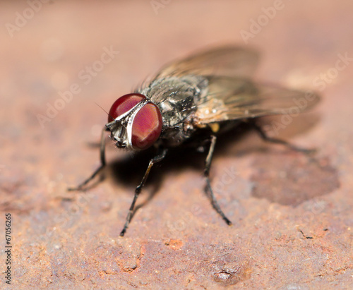 fly. macro