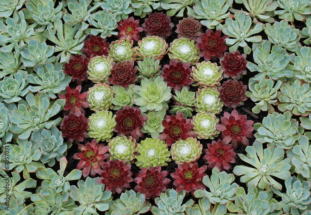 Fototapeta premium A Colourful Arrangement of Succulent Alpine Plants.
