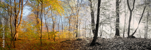 Beautiful morning scene in the forest,  panorama changing season #67057041