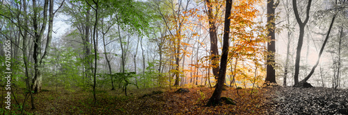 Beautiful morning scene in the forest, Change of four seasons in