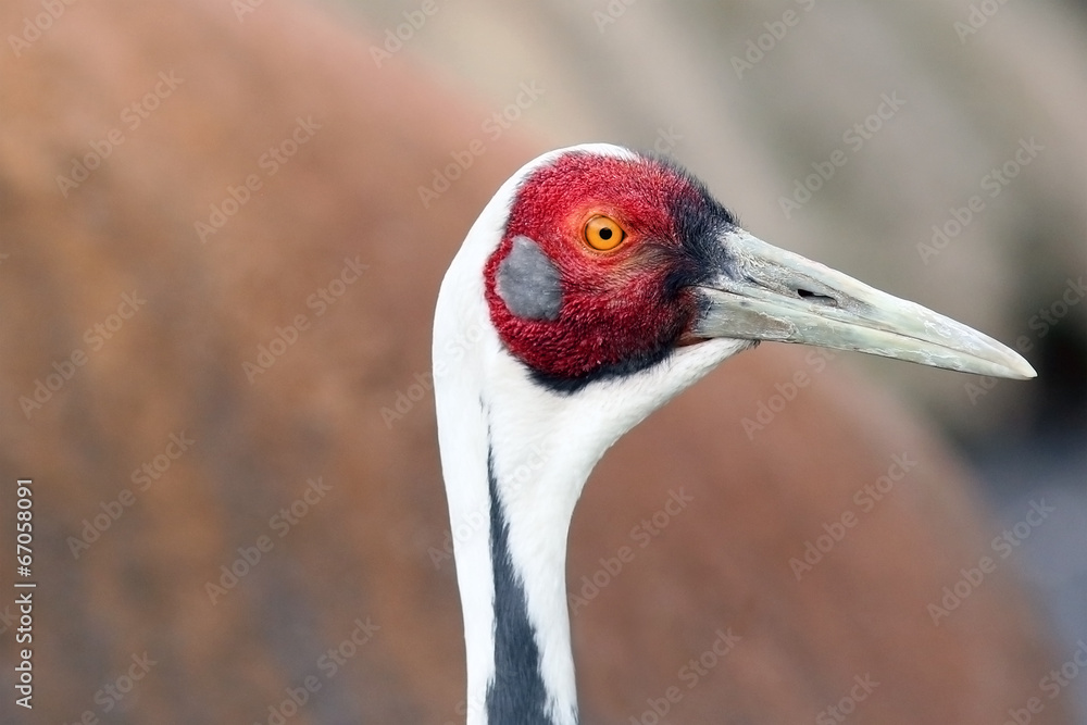 Fototapeta premium Crane