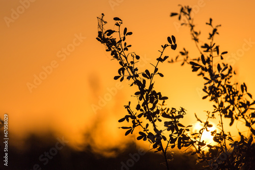 a beautiful sunset on a background of trees © schankz