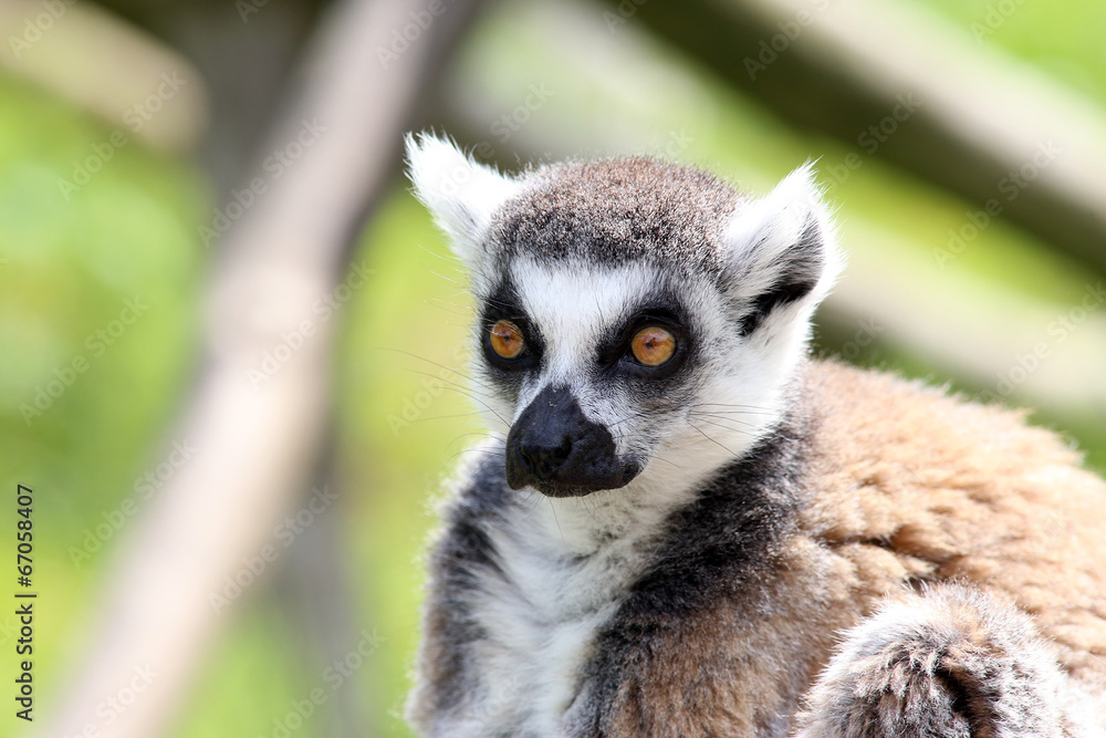 Lemur Lemur