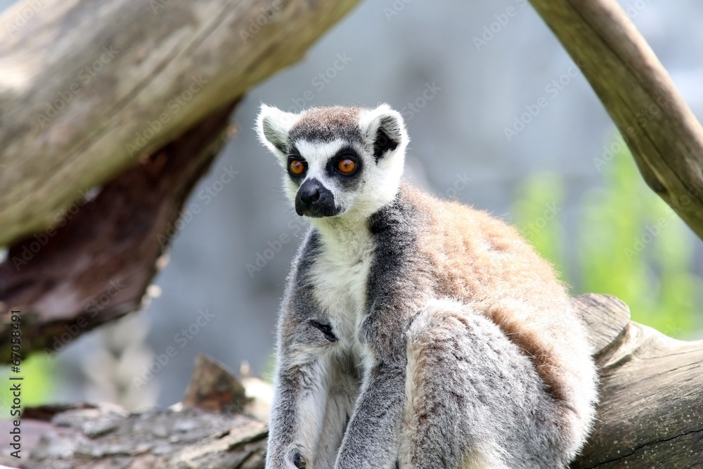 Obraz premium Lemur