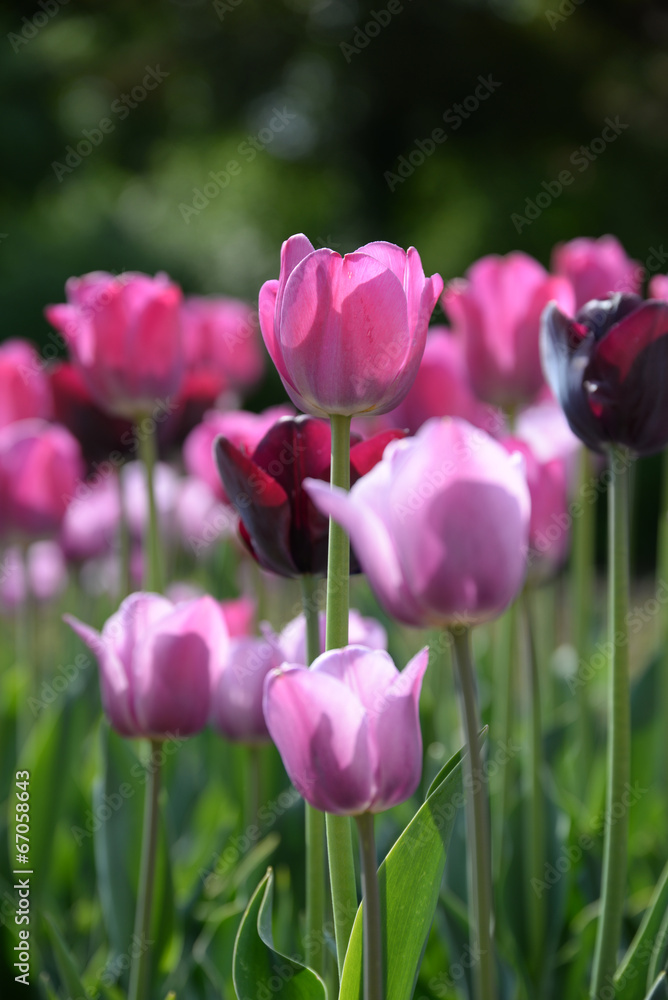 Obraz premium Tulpenbeet