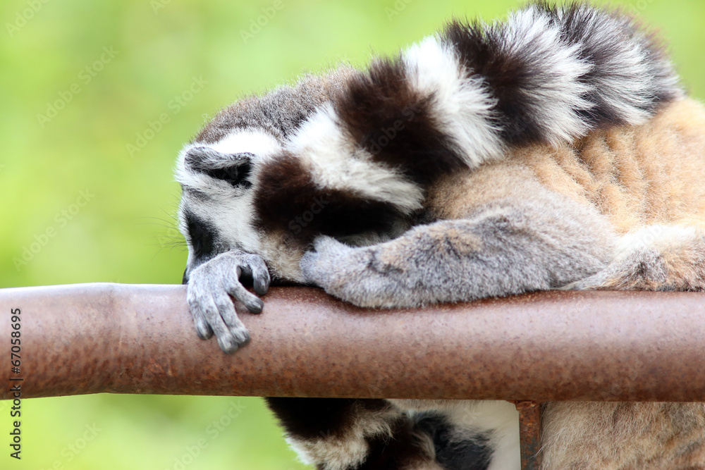 Fototapeta premium Sleeping Lemur