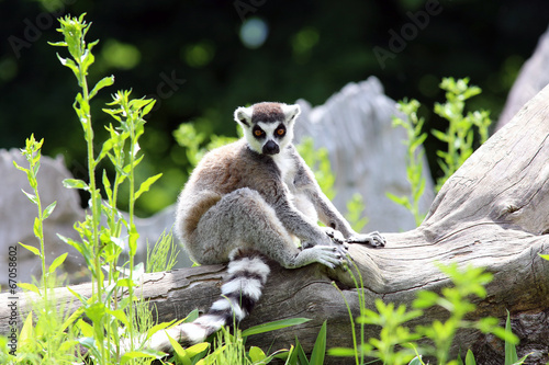 Lemur