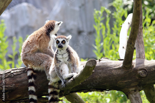 Lemurs
