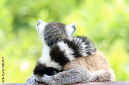 Lemur from the back