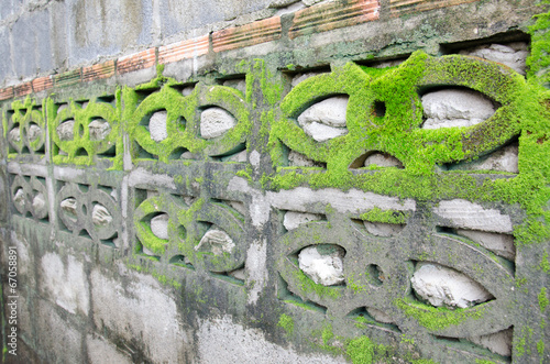 Green Moss in the wall