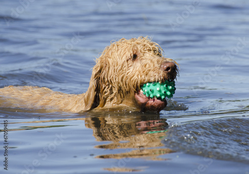 Labradoodle Dog Fetching the Ball
