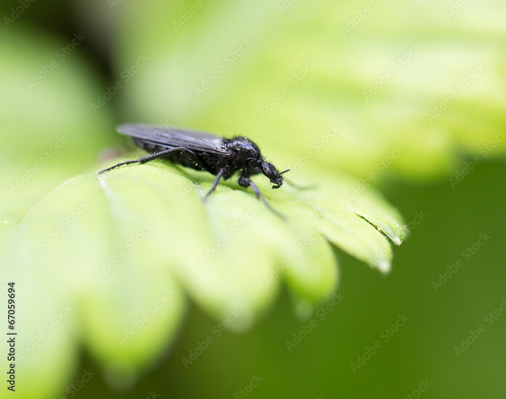 beetle nature. macro