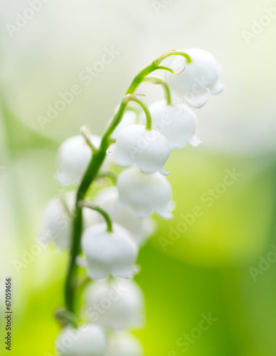 Beautiful flowers lily of the valley on the nature