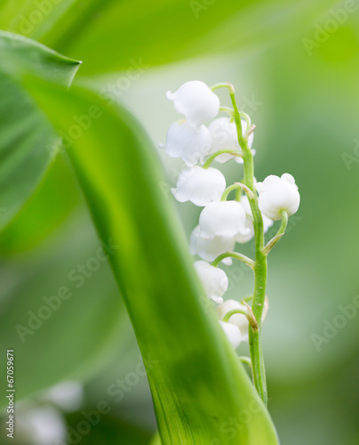 Beautiful flowers lily of the valley on the nature