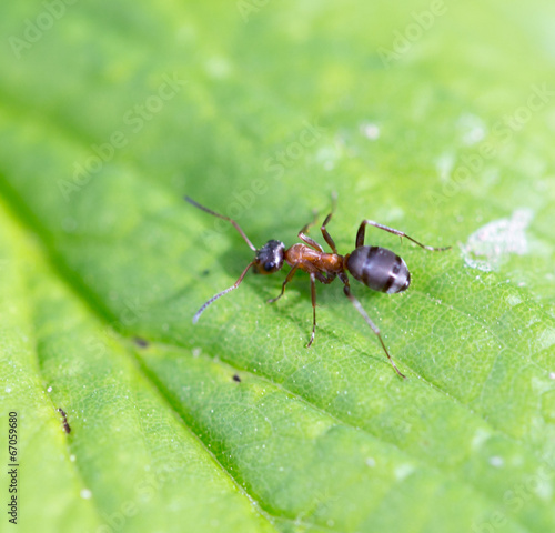 Bullet ant in the Jungle of amazonas river
