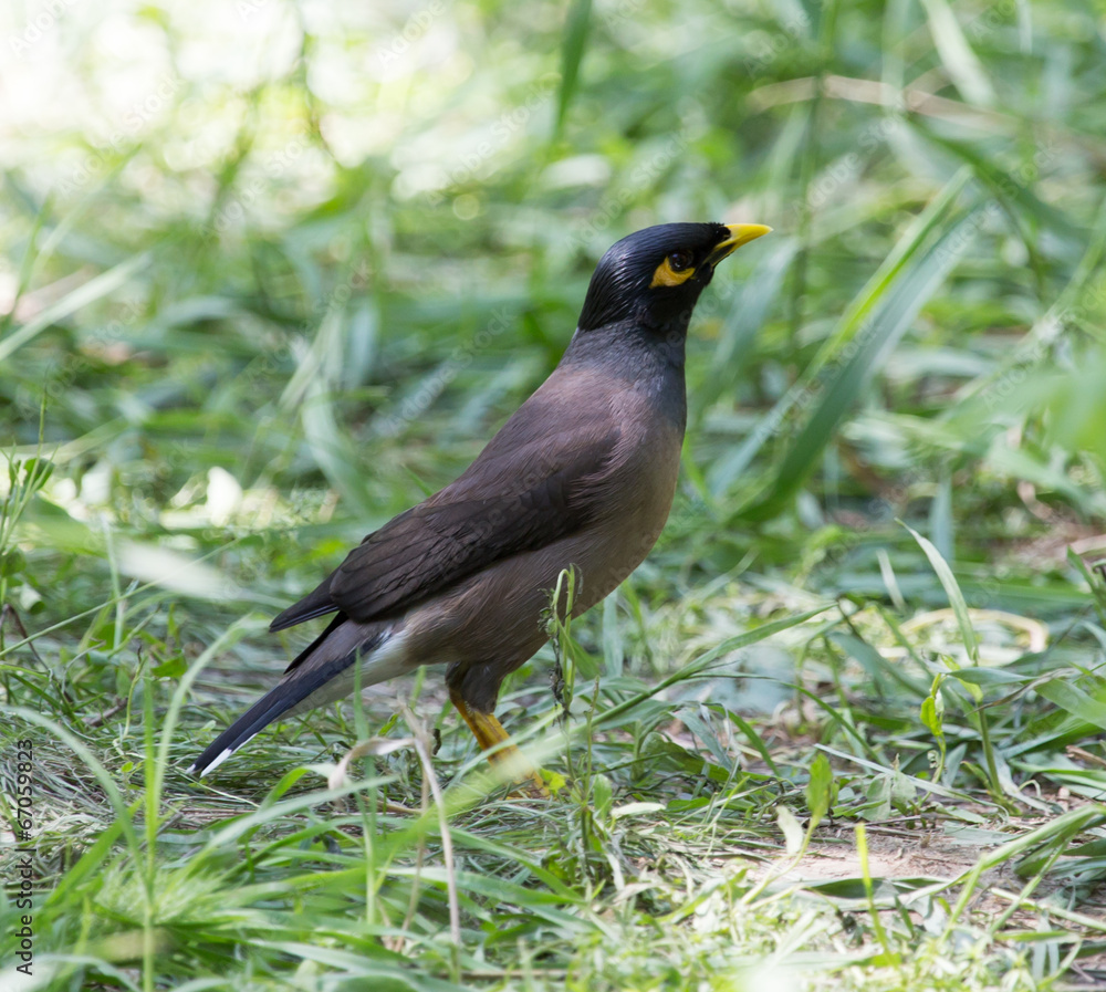 Indian starling on nature