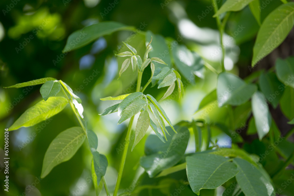 young branches of the walnut