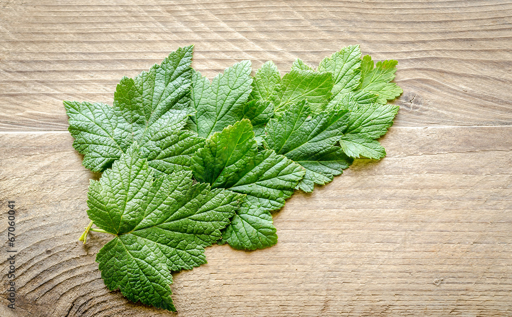 Fresh currant leaves on the wooden board Fresh currant leaves on the wooden board