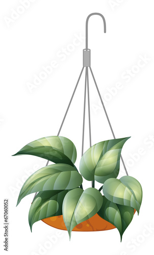 A hanging green plant