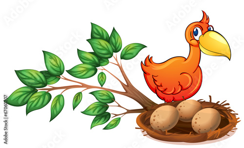 An orange bird watching the eggs