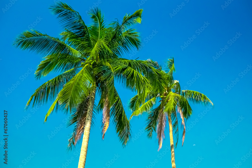 Two palm trees