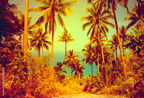 nice tropical background © Goinyk
