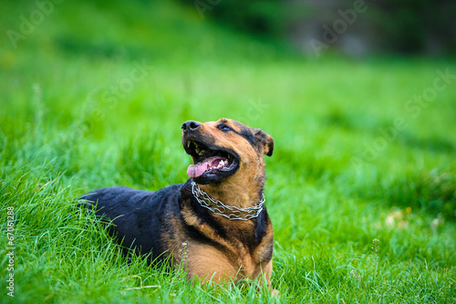 Happy dog on green grass