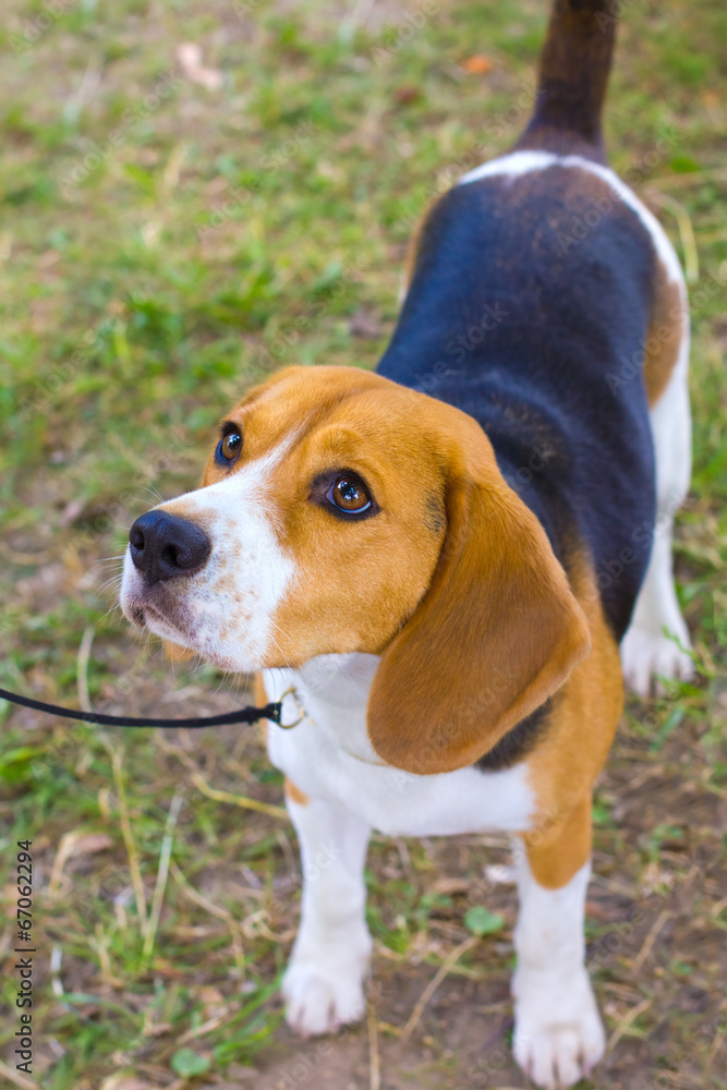 dog Beagle breed on the green grass in the summer