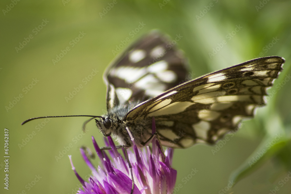 La farfalla si siede su un petalo di fiore La farfalla si siede su un petalo di fiore