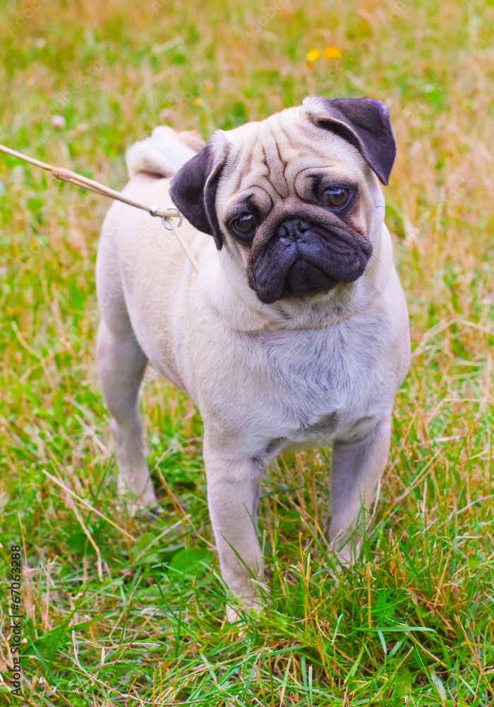 dog fawn pug breed on green grass in summer dog fawn pug breed on green grass in summer