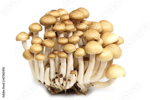 Shimeji Mushroom (Hypsizygus marmoreus)