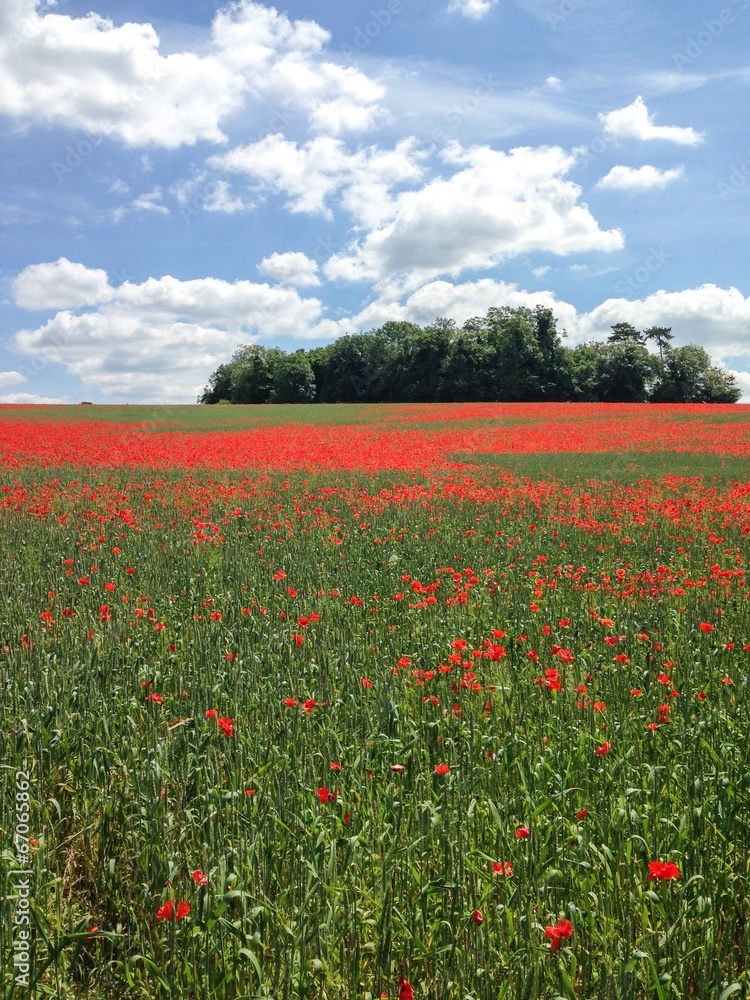 Poppy field, Kent, UK